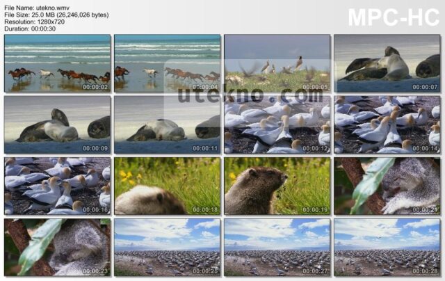 media player classic video thumbnails