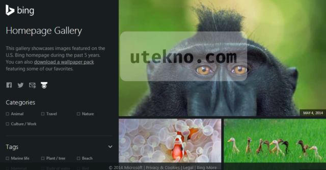 bing homepage gallery