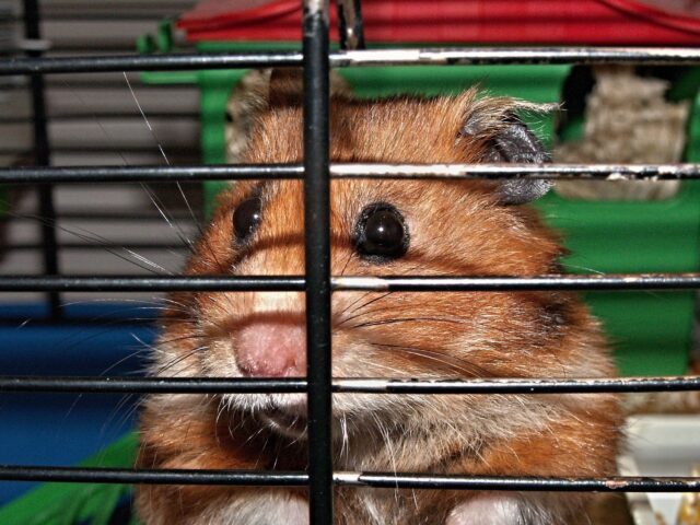 https://pixabay.com/en/hamster-cage-cheeks-captivity-113069/